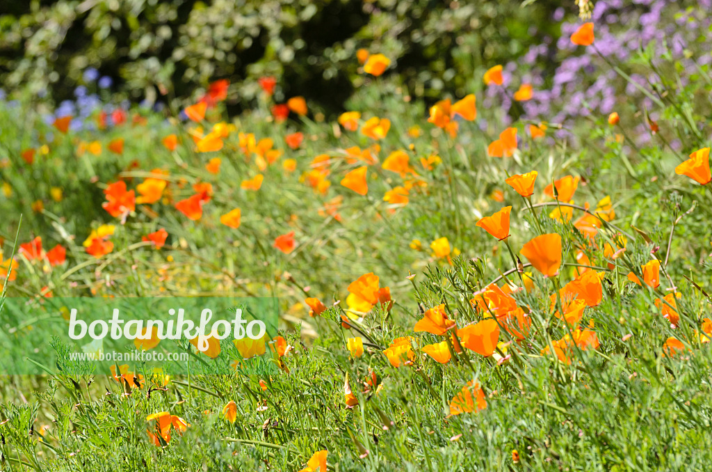 508415 - Californian poppy (Eschscholzia californica)