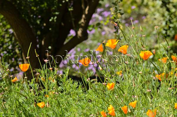 508416 - Californian poppy (Eschscholzia californica)