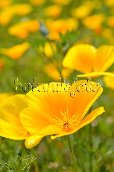 508540 - Californian poppy (Eschscholzia californica)