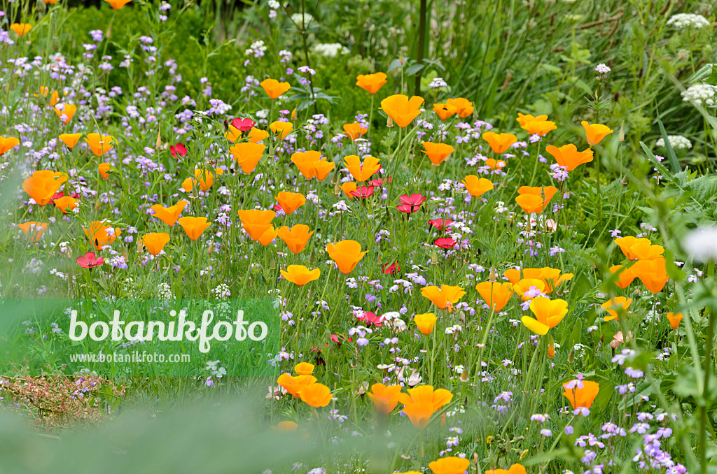 521386 - Californian poppy (Eschscholzia californica), common corn cockle (Agrostemma githago) and red flax (Linum grandiflorum 'Rubrum')