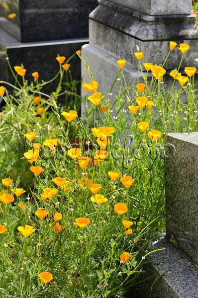 521411 - Californian poppy (Eschscholzia californica) between tombstones