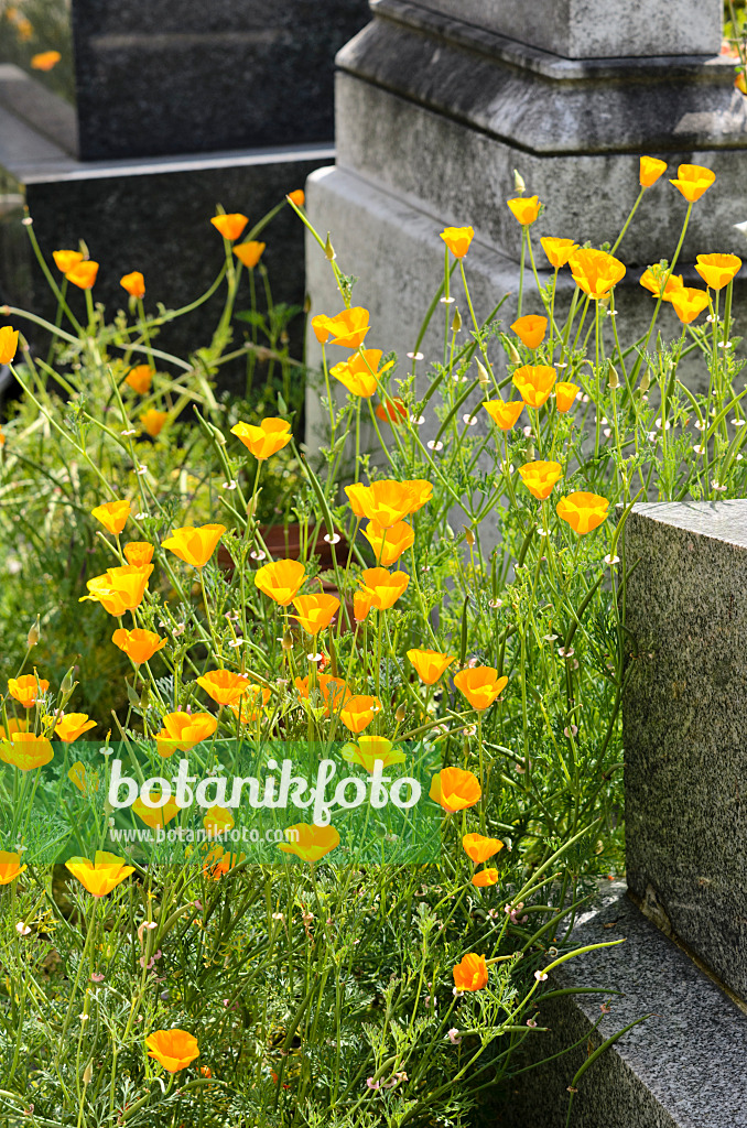 521411 - Californian poppy (Eschscholzia californica) between tombstones