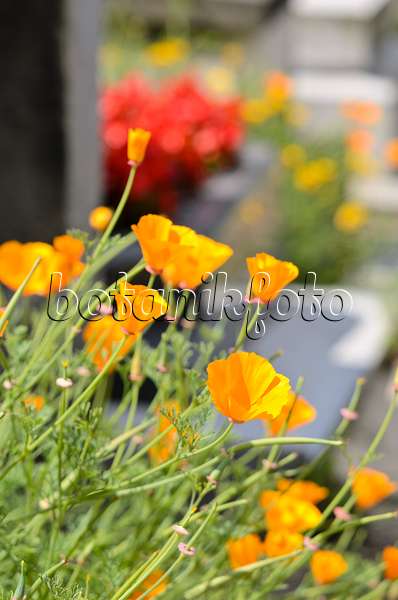 521416 - Californian poppy (Eschscholzia californica) between tombstones