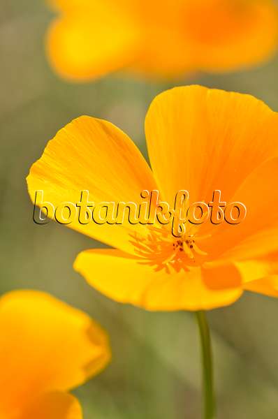 523272 - Californian poppy (Eschscholzia californica)