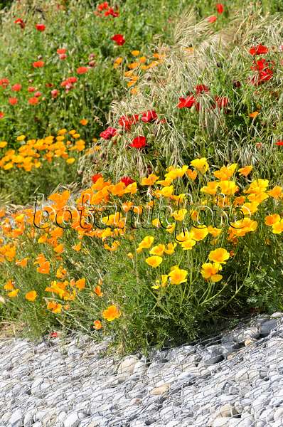 533240 - Californian poppy (Eschscholzia californica) and ladybird poppy (Papaver commutatum)