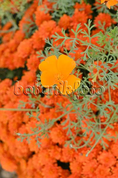 537007 - Californian poppy (Eschscholzia californica)