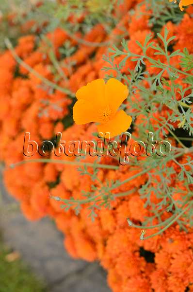 537008 - Californian poppy (Eschscholzia californica)
