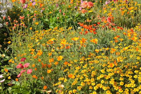 548156 - Californian poppy (Eschscholzia californica) and marigold (Tagetes)