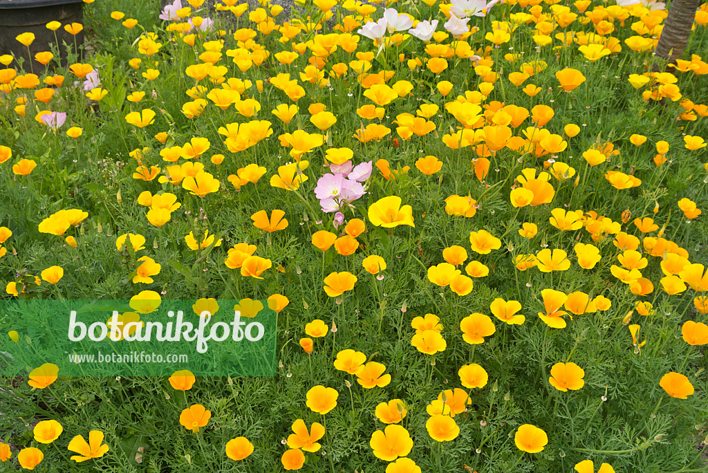 558296 - Californian poppy (Eschscholzia californica) and pink evening primrose (Oenothera speciosa)