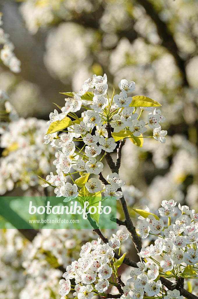 483278 - Callery pear (Pyrus calleryana)