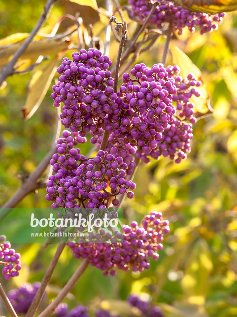 442122 - Callicarpe (Callicarpa cathayana)