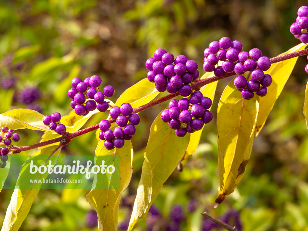 442121 - Callicarpe (Callicarpa dichotoma)