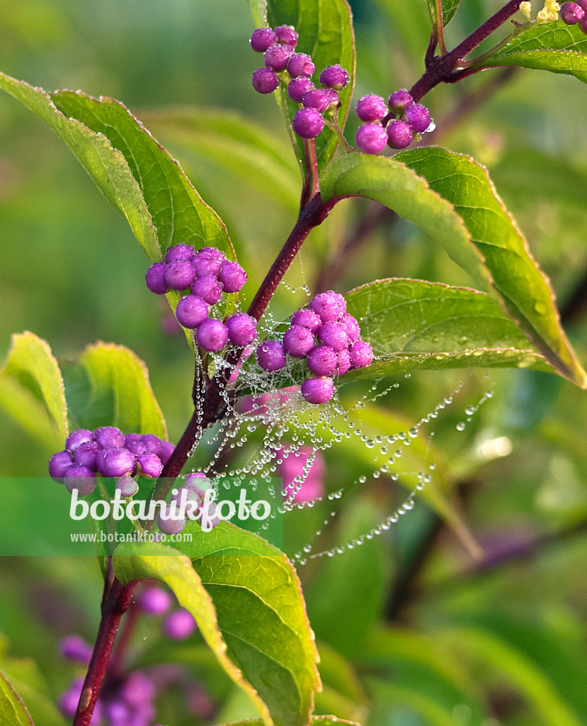 454109 - Callicarpe (Callicarpa dichotoma 'Issai')