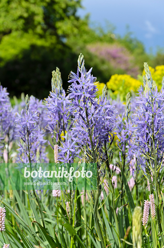 508076 - Camassia leichtlinii 'Caerulea'