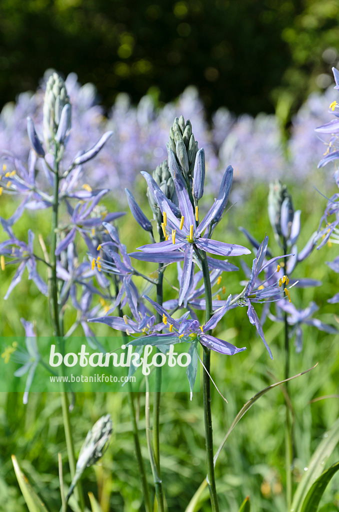 508087 - Camassia leichtlinii 'Caerulea'