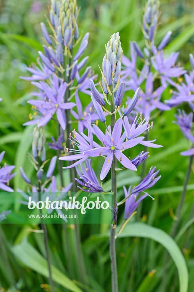 471289 - Camassie (Camassia leichtlinii)