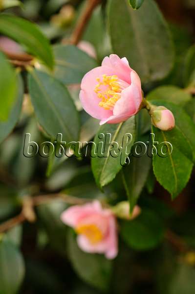 480012 - Camélia du Japon (Camellia japonica 'Duftglöckchen')