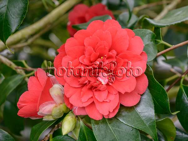 558043 - Camélia du Japon (Camellia japonica 'Althaeiflora')