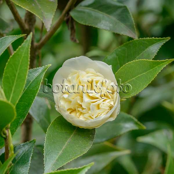558045 - Camélia du Japon (Camellia japonica 'Brushfield's Yellow')