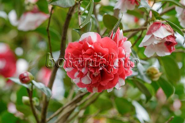 558048 - Camélia du Japon (Camellia japonica 'Collettii')