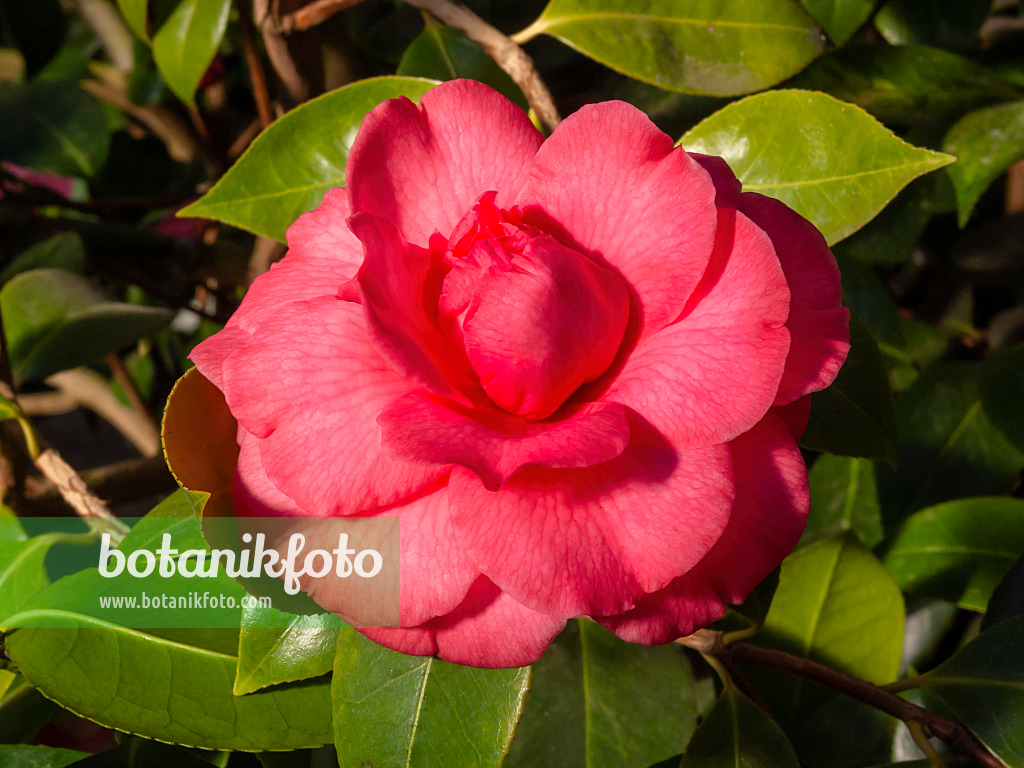 410013 - Camélia du Japon (Camellia japonica 'Comte de Flandre')