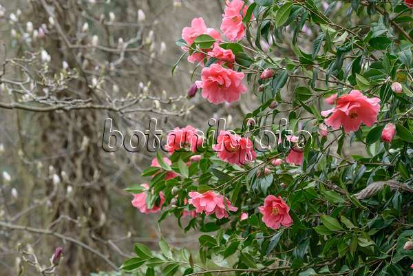 558053 - Camélia du Japon (Camellia japonica 'Interval')