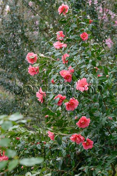 558054 - Camélia du Japon (Camellia japonica 'Interval')