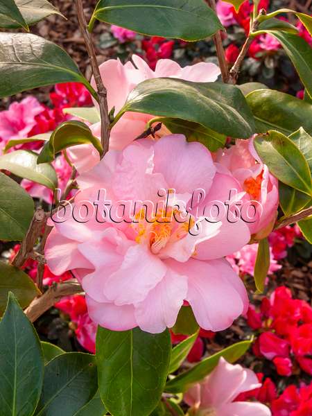 410001 - Camélia du Japon (Camellia japonica 'Jutta')