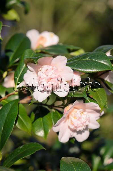 553086 - Camélia du Japon (Camellia japonica 'Kewpie Doll')