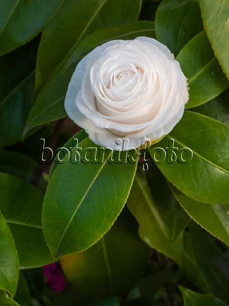 410009 - Camélia du Japon (Camellia japonica 'La Pace')