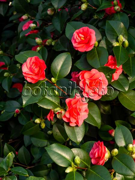 433167 - Camélia du Japon (Camellia japonica 'Lady Campbell')