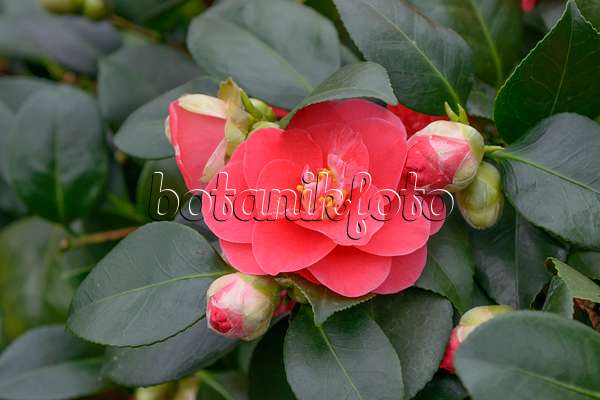 558055 - Camélia du Japon (Camellia japonica 'Lady Campbell')