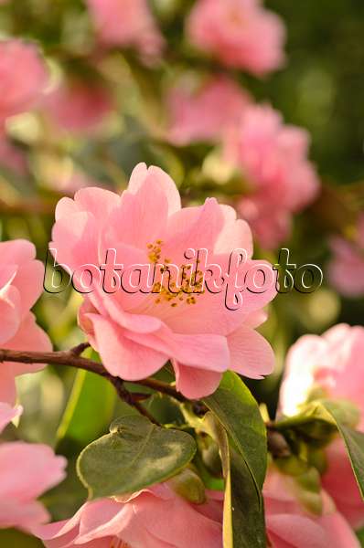 493041 - Camélia du Japon (Camellia japonica 'Little Lavender')