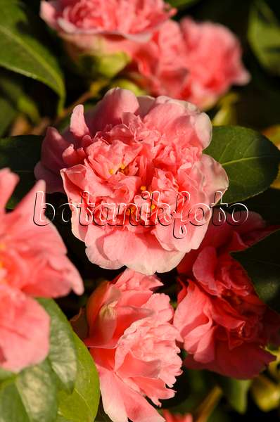 518135 - Camélia du Japon (Camellia japonica 'Madame Martin Cachet')