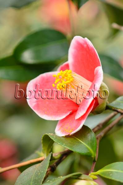 553078 - Camélia du Japon (Camellia japonica 'Tama-No-Ura')