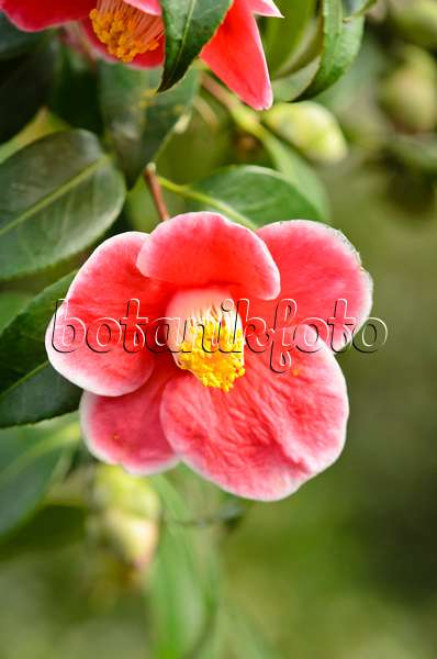 553079 - Camélia du Japon (Camellia japonica 'Tama-No-Ura')