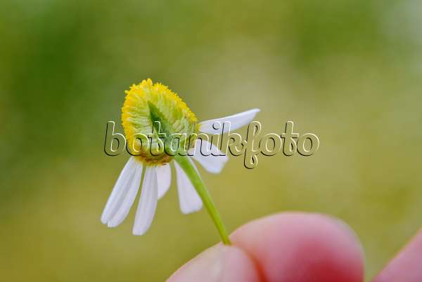 518008 - Camomille sauvage (Matricaria recutita syn. Matricaria chamomilla) avec une coupe transversale de la fleur