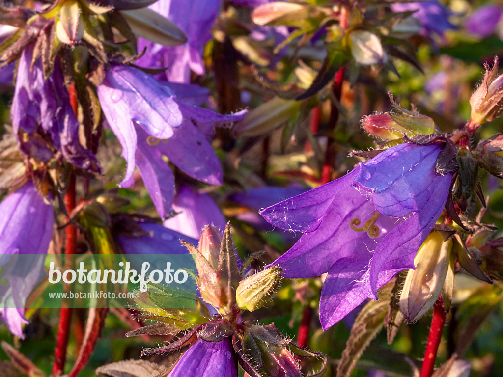 415001 - Campanule à feuilles d'ortie (Campanula trachelium)