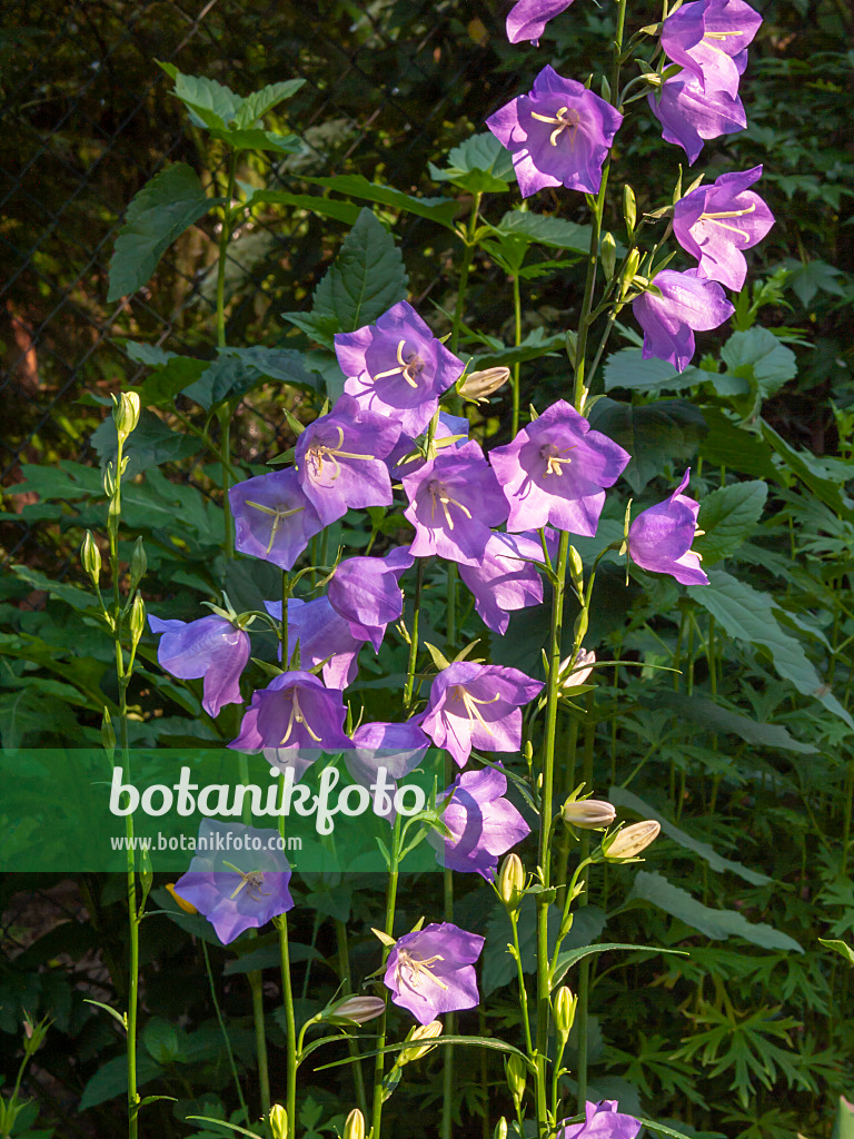 402018 - Campanule à feuilles de pêcher (Campanula persicifolia)