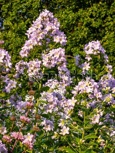 438271 - Campanule à fleurs laiteuses (Campanula lactiflora 'Himmelsblau')