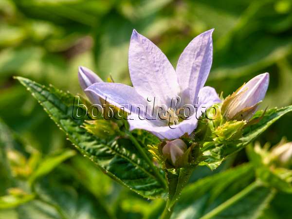 438281 - Campanule à fleurs laiteuses (Campanula lactiflora)