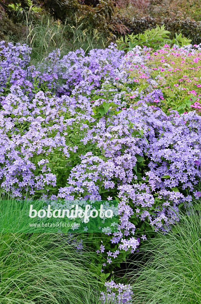 486071 - Campanule à fleurs laiteuses (Campanula lactiflora)