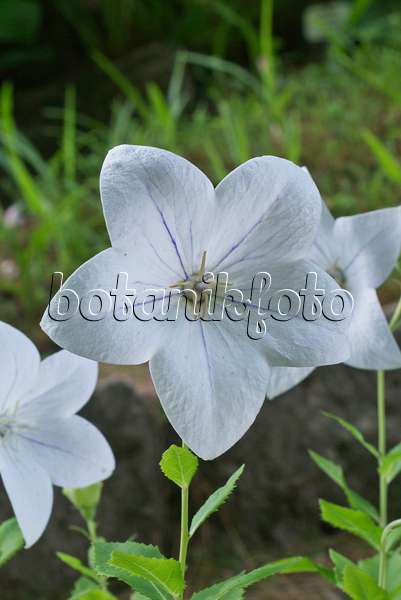 558337 - Campanule à grandes fleurs (Platycodon grandiflorus 'Mariesii Alba')