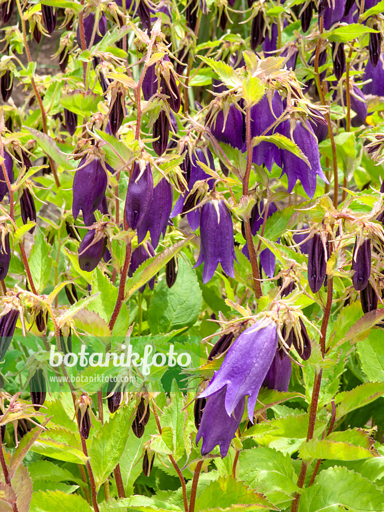 426087 - Campanule ponctué (Campanula punctata x trachelium 'Sarastro')