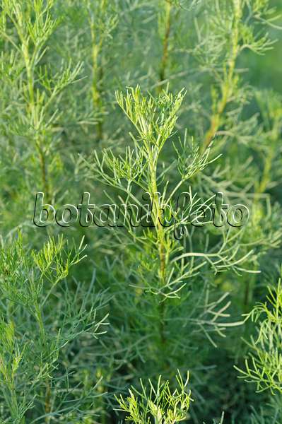 487273 - Camphor-scented southernwood (Artemisia alba syn. Artemisia camphorata)