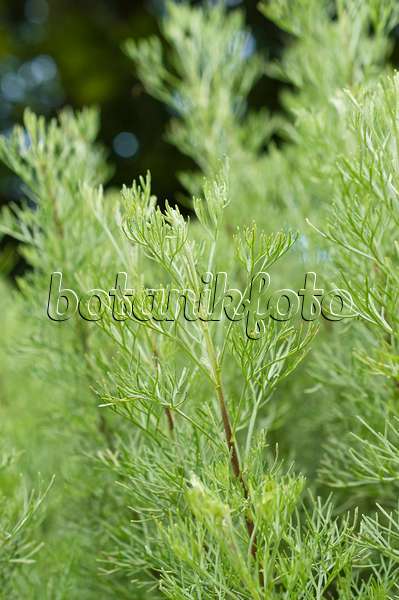 510186 - Camphor-scented southernwood (Artemisia alba syn. Artemisia camphorata)