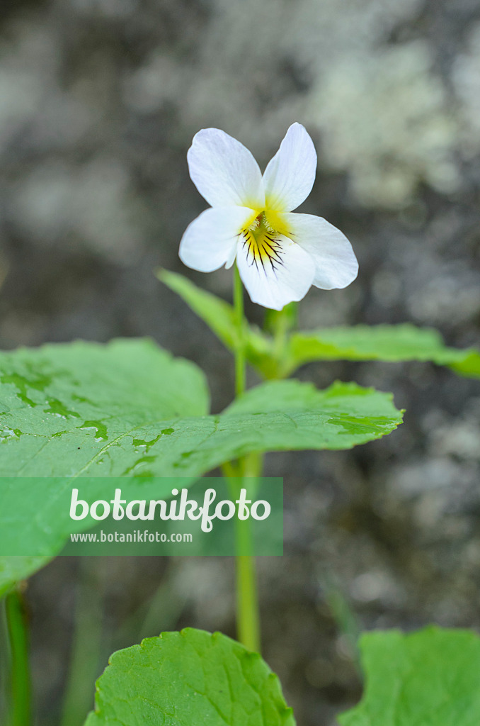 508362 - Canadian violet (Viola canadensis var. scopulorum)