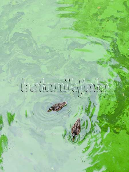 463001 - Canard colvert (Anas platyrhynchos) avec des algues bleues-verts