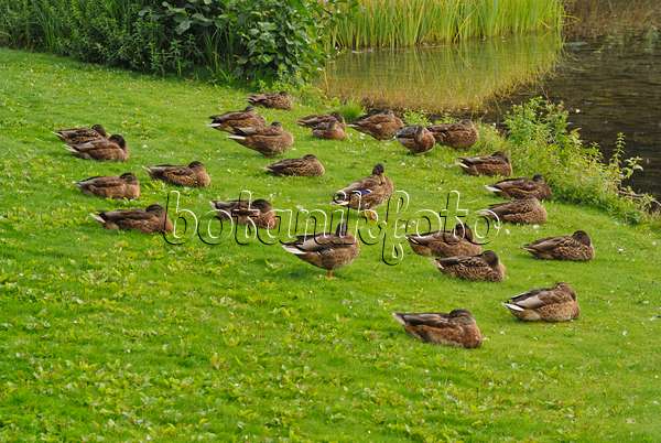 524116 - Canards colverts (Anas platyrhynchos) dorment au bord d'un lac