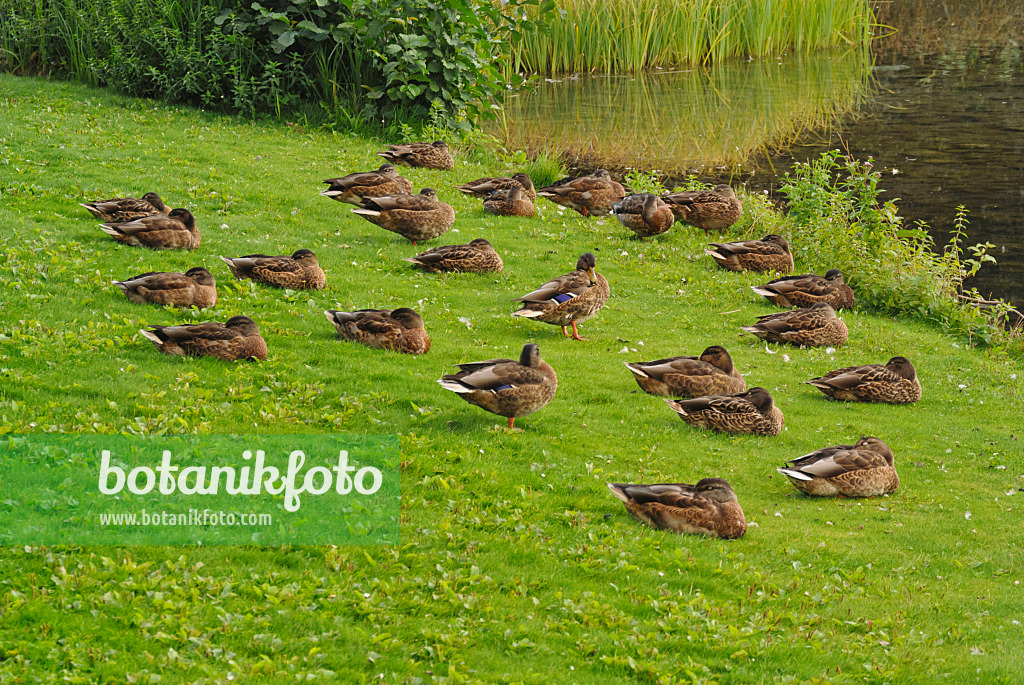 524116 - Canards colverts (Anas platyrhynchos) dorment au bord d'un lac